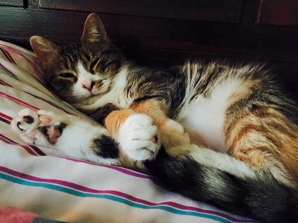 BOX VILLAT tweet media