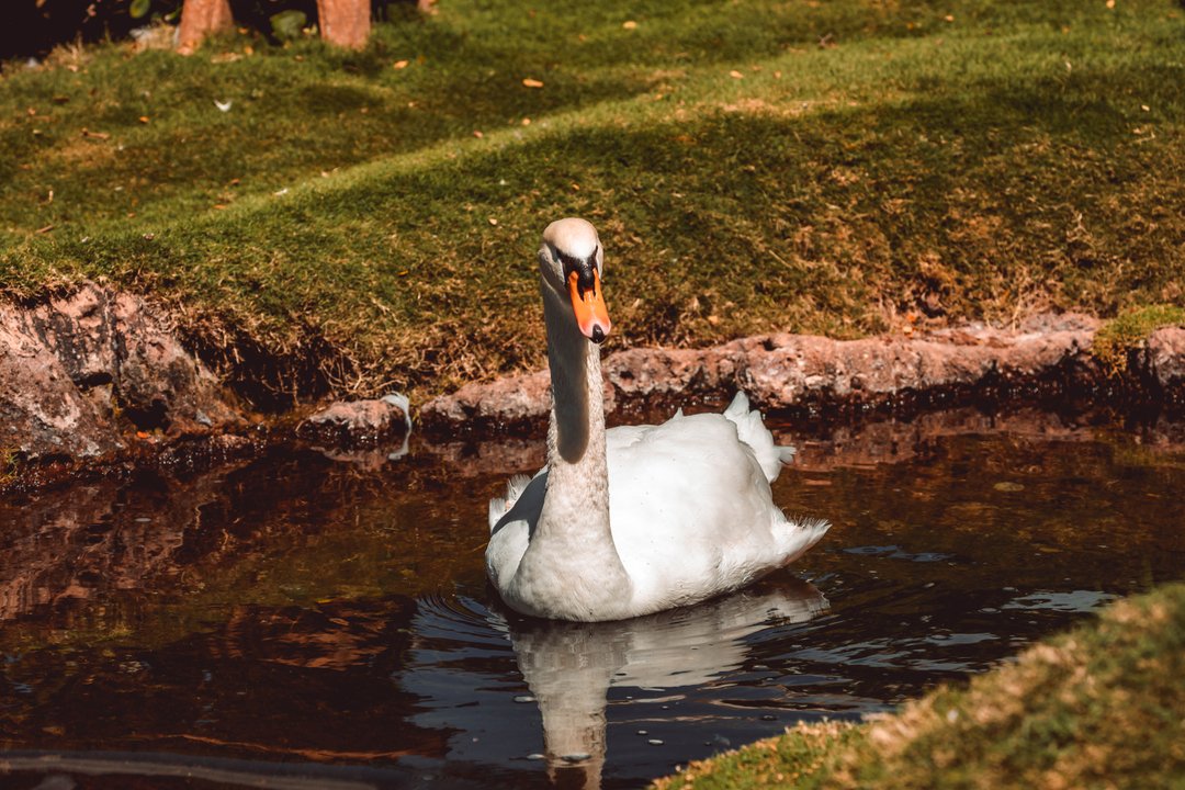 Interested in learning about all of the beautiful wildlife we have at the resort? Resort guests are welcome to join us for a Wildlife Tour, offered Tuesdays, Thursdays, and Saturdays (included with resort fee). 

Photo credit: @slatermoorephotography

#thingstodoonmaui #hyattmaui
