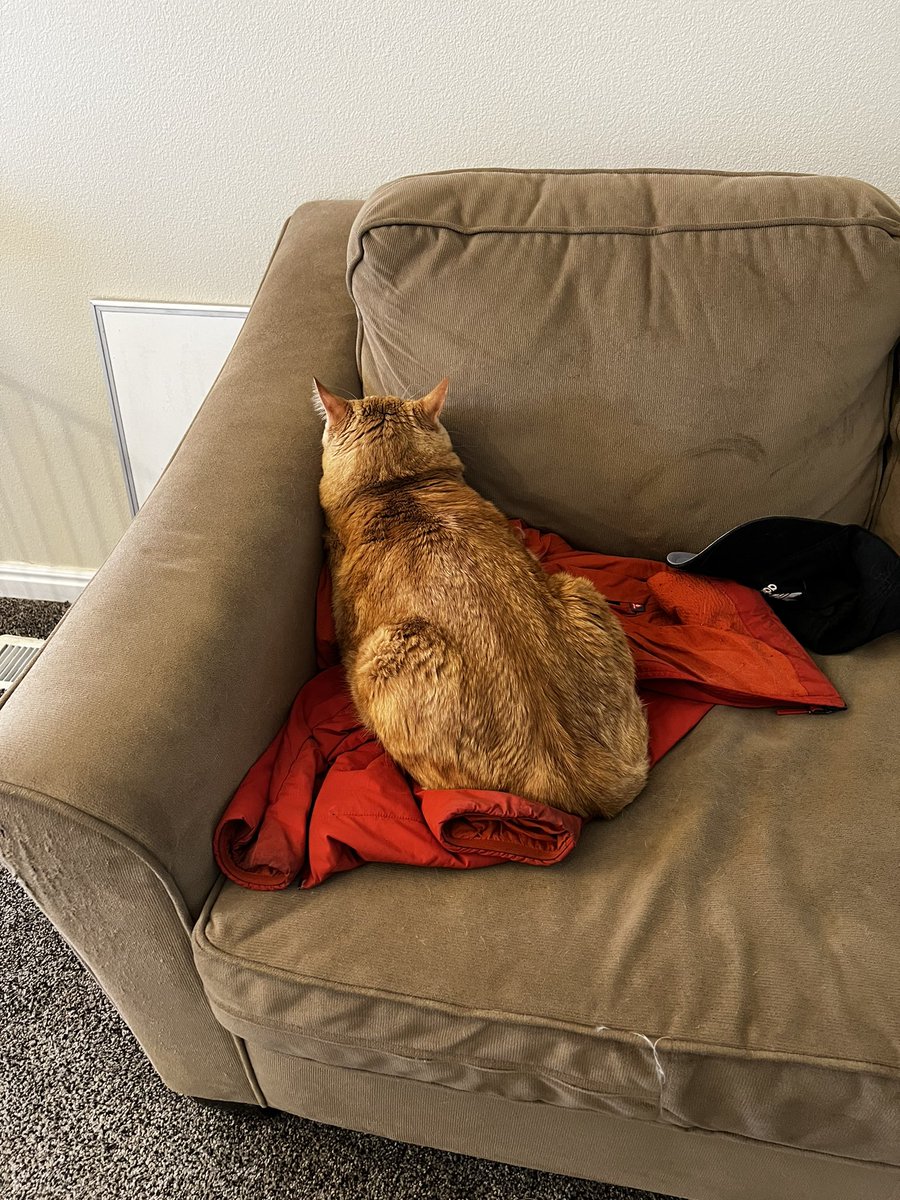 SomeCallMeKyle's tweet image. I’ve re-downloaded the Twitter app. Let’s see some funny pet photos. Here’s Chex in his natural sleeping position.