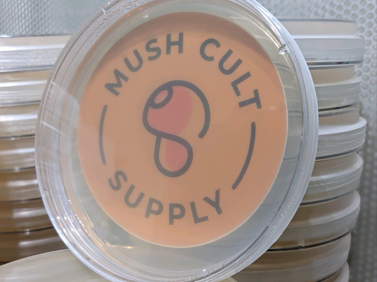 MushCult's tweet photo. https://t.co/iw6GXMA4Jr
