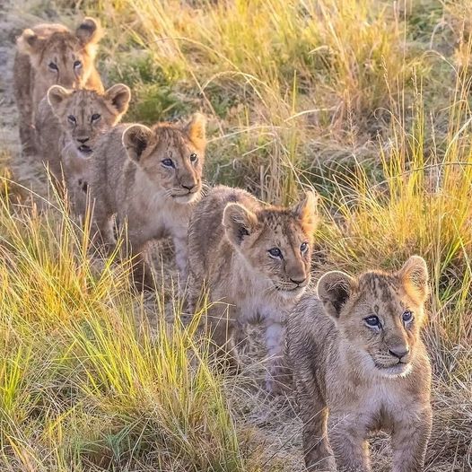 BigTimeSafaris's tweet photo. https://t.co/iQ2jdszgO7
Contact: bigtimesafarisltd@gmail.com
#tembeakenya #kenyasafaris #bigtimesafaris #combinedkenyatanzaniasafaris #travel #MagicalKenya #explore #adventures https://t.co/2mnVRVf6yJ