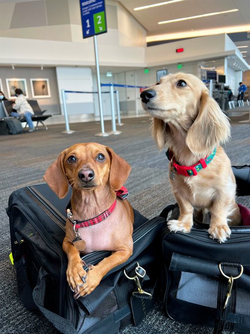 their first flight ✈️ = ✅💕 https://t.co/1WZtG8NERo