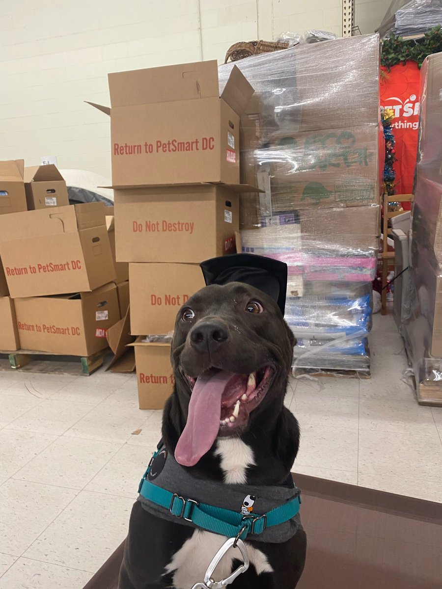 KalnoreLive's tweet photo. Proud dog parent of an intermediate level petsmart graduate https://t.co/20gr28Eweh
