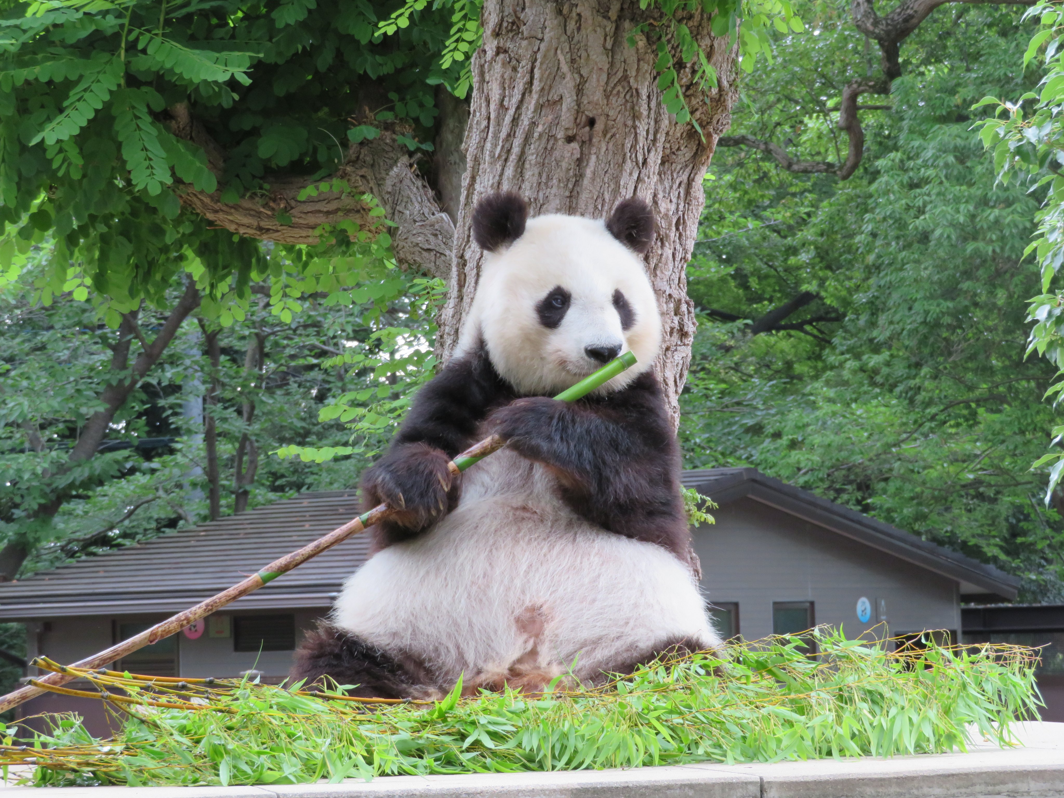 神戸市立王子動物園 公式 ジャイアントパンダ が見つかった事により パンダ の呼び分けが必要となり 小さいパンダ の意味で レッサーパンダ そして 大きいパンダ の意味で ジャイアントパンダと呼ばれるようになったんですよ たんたん