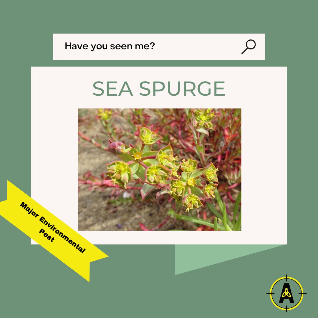 FindNz's tweet photo. Keep an eye out for Sea Spurge if you head to the beach these holidays and remember to send in any potential sightings on the Find-A-Pest app
#kotatou #nzpests #nzpest #findapest #bioseuritynz https://t.co/CrhNTqyWot