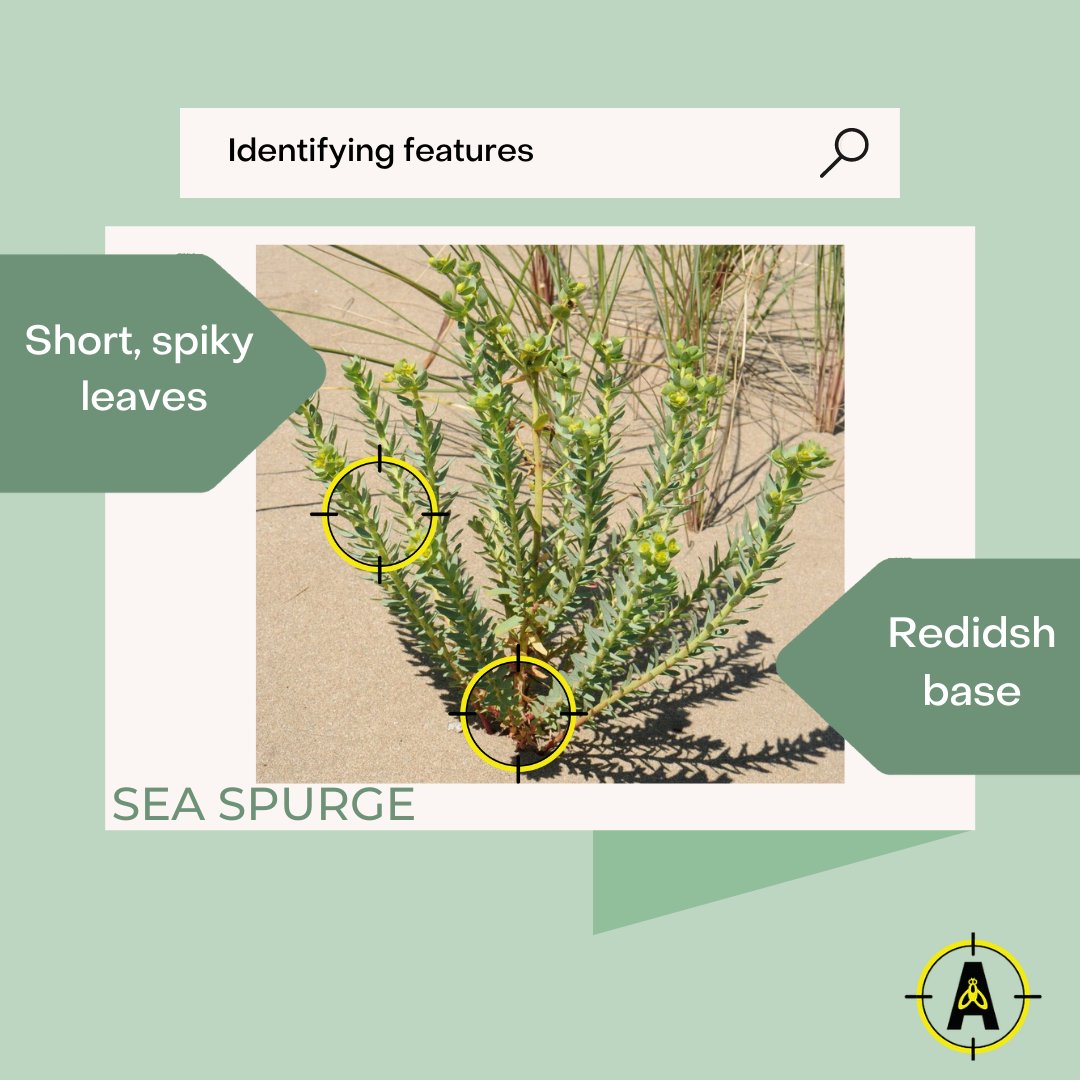 FindNz's tweet photo. Keep an eye out for Sea Spurge if you head to the beach these holidays and remember to send in any potential sightings on the Find-A-Pest app
#kotatou #nzpests #nzpest #findapest #bioseuritynz https://t.co/CrhNTqyWot