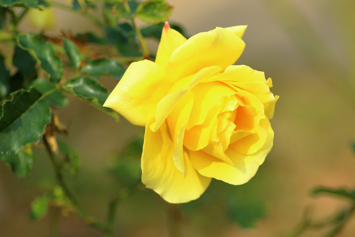 19osm72's tweet photo. @iraqi_human1970 Thank you red rose.😊😊😊 https://t.co/Lo9QVCeP4M