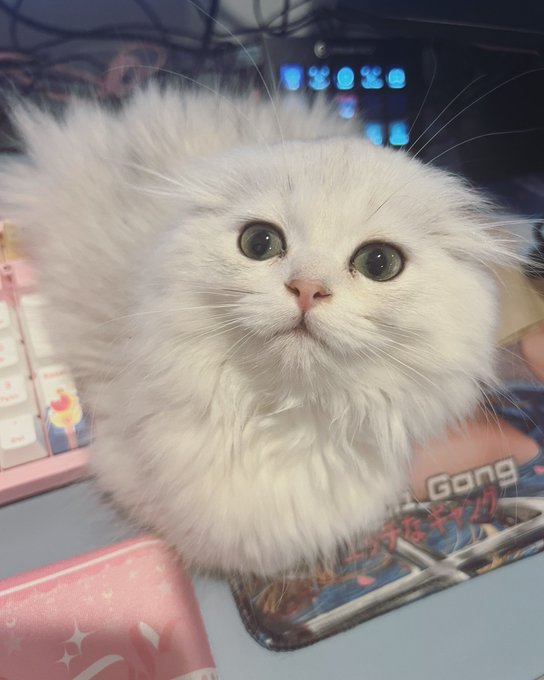 a floof (ﾉ◕ヮ◕)ﾉ https://t.co/srhLLdC9hh