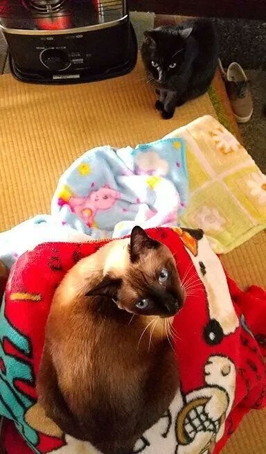 ちょっぴりどころではなく、だいぶ迷惑そう?どうしても傍にいたがる猫【連載】ねこ連れ草 206話め|ねこのきもちWEB MAGAZINE https://t.co/MKuGJgkICO 