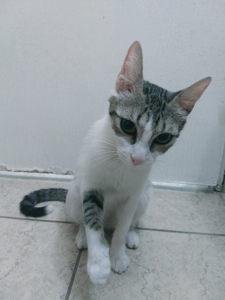voodoocycle's tweet photo. Gente, mi vecino vivía solo y murió este domingo en la mañana. Tenía una gatita desde hace pocos meses y quedó solita. Se llama Huma, tiene como 6 meses aprox. y está en adopción. Yo no puedo tenerla. Por favor hagan RT, me parte el alma la historia de esta gatita #BuenosAires https://t.co/KmhljnGs2C