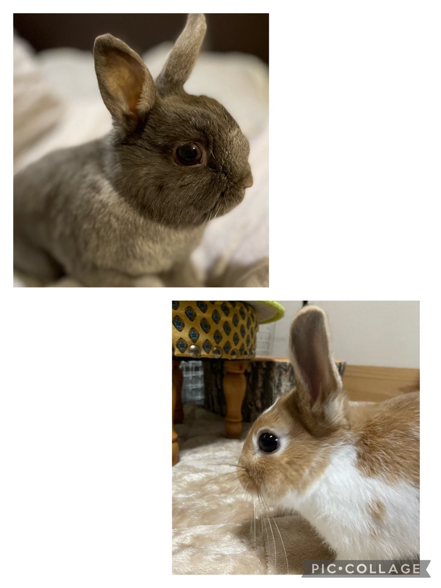 ごとみろてん🐰 tweet media