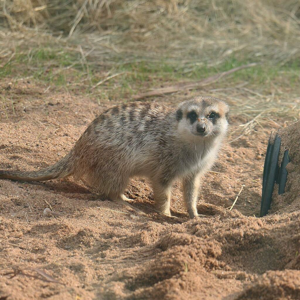 MandaLioness's tweet photo. We had an amazing day at @zooatl today! I have TONS of shots to share over the next few days and weeks. #zooatl #atlantazoo #zoo #meerkats #slendertailedmeerkat #zoophotography #canon #canon70d #teamcanon https://t.co/c3gVhTx0Nh https://t.co/9QXDAzuPf5