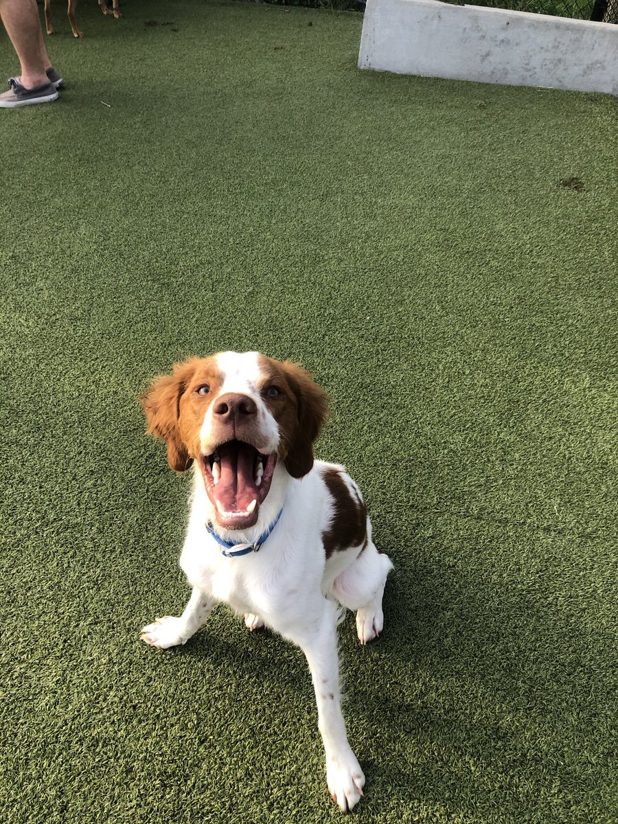 mycahwhetstone's tweet photo. Here is Pokey’s submission for the #MetazoaGoodBoy contest!! It was taken on site in the dog park too 😋 https://t.co/4dKIRLQQZz