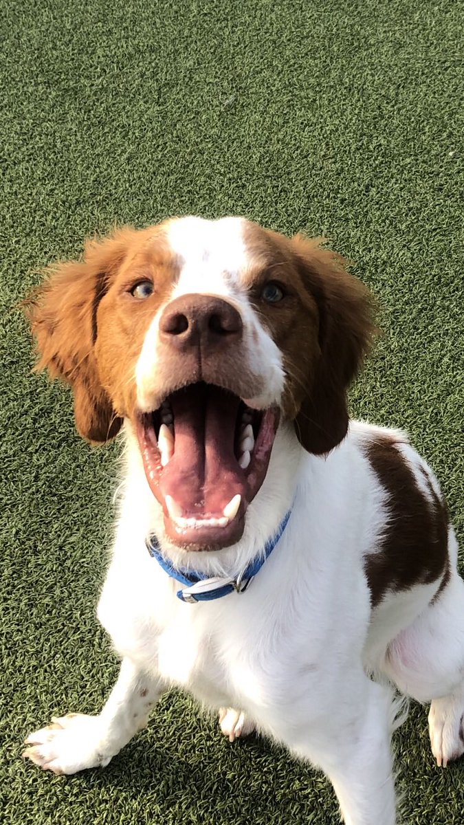 mycahwhetstone's tweet photo. Here is Pokey’s submission for the #MetazoaGoodBoy contest!! It was taken on site in the dog park too 😋 https://t.co/4dKIRLQQZz