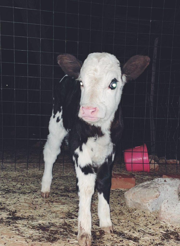 Need name ideas for the new bottle baby!! She is Holstein/Angus 🖤
