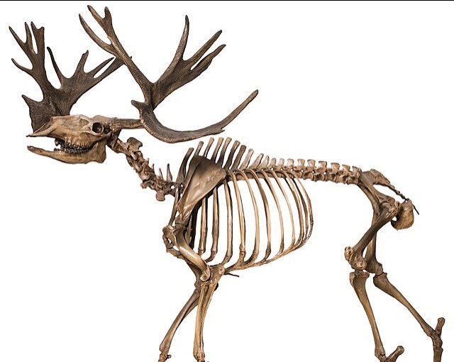 Rendedeer's tweet photo. #Cervismas is calling for Cervalces scotti. Another crazy antlered deer with the name cause of the skull morphology. Nothing more to add here except the sources. 1.) Wikipedia, 2.) by @JoschuaKnuppe, 3.) by Velizar simeonovski in Bard 2008. #paleontology #scicomm #Cervid https://t.co/5IGtmWtG93