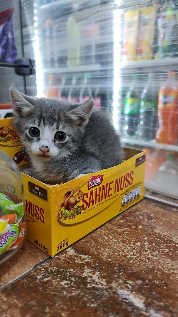 Fran_Arantxa_R's tweet photo. Amigos #catlovers quiero pedir cooperación en difusión. Esta hermosa pequeña de 2 meses aprox hoy fue abandonada por su mami callejerita, yo tengo 2 michis y 1 perrito, y estoy por irme de vacaciones, no puedo adoptarla. Si alguien desea adoptarla y darle amor me habla porfa 💕🐱 https://t.co/tYR0jSw1Y5