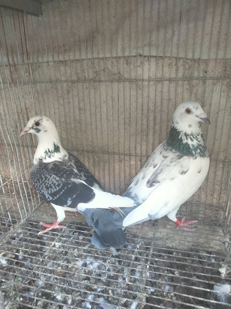 AgriSlu's tweet photo. 🏠Re-home 👍Quality 🚀Racing Pigeon🔥
👉Pair😍
👉Off Color🤩 https://t.co/3w4YBHyBwh
