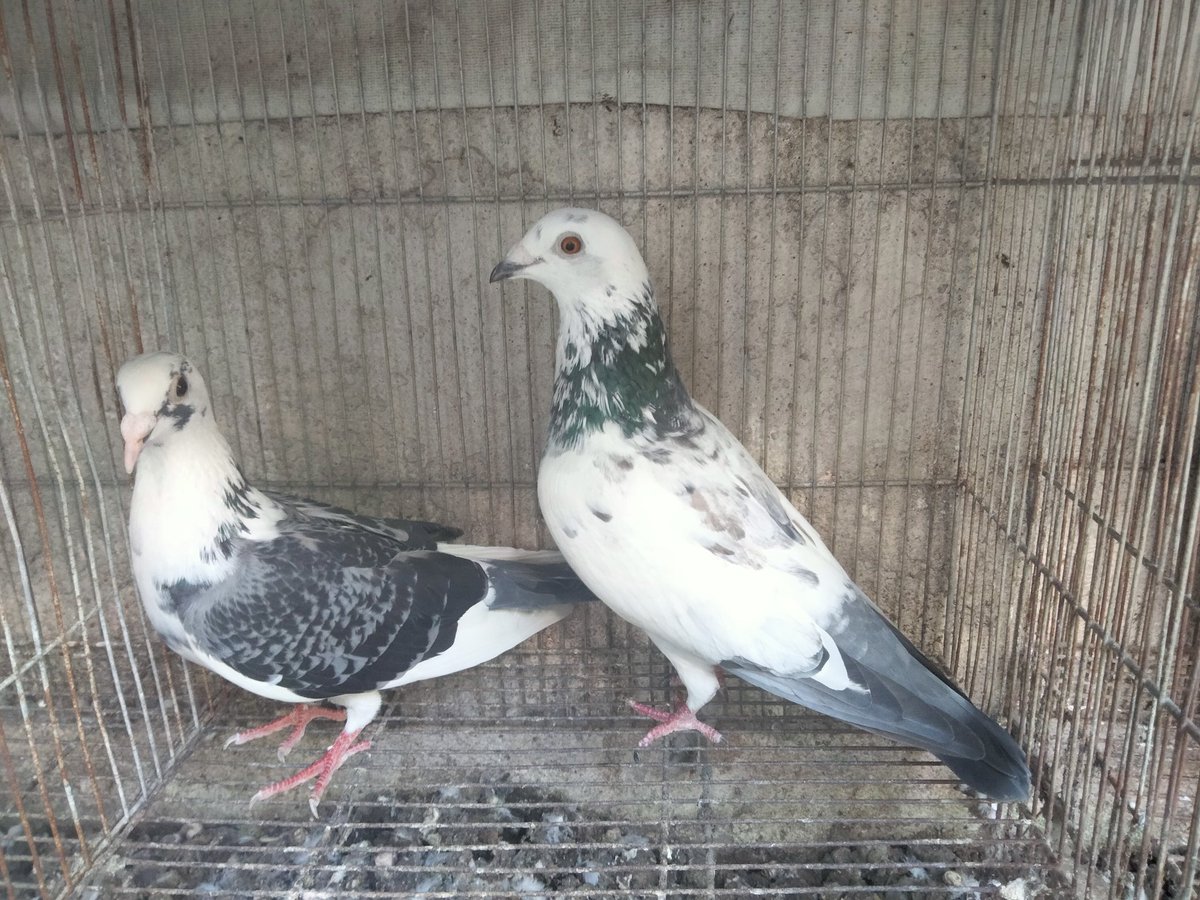 AgriSlu's tweet photo. 🏠Re-home 👍Quality 🚀Racing Pigeon🔥
👉Pair😍
👉Off Color🤩 https://t.co/3w4YBHyBwh