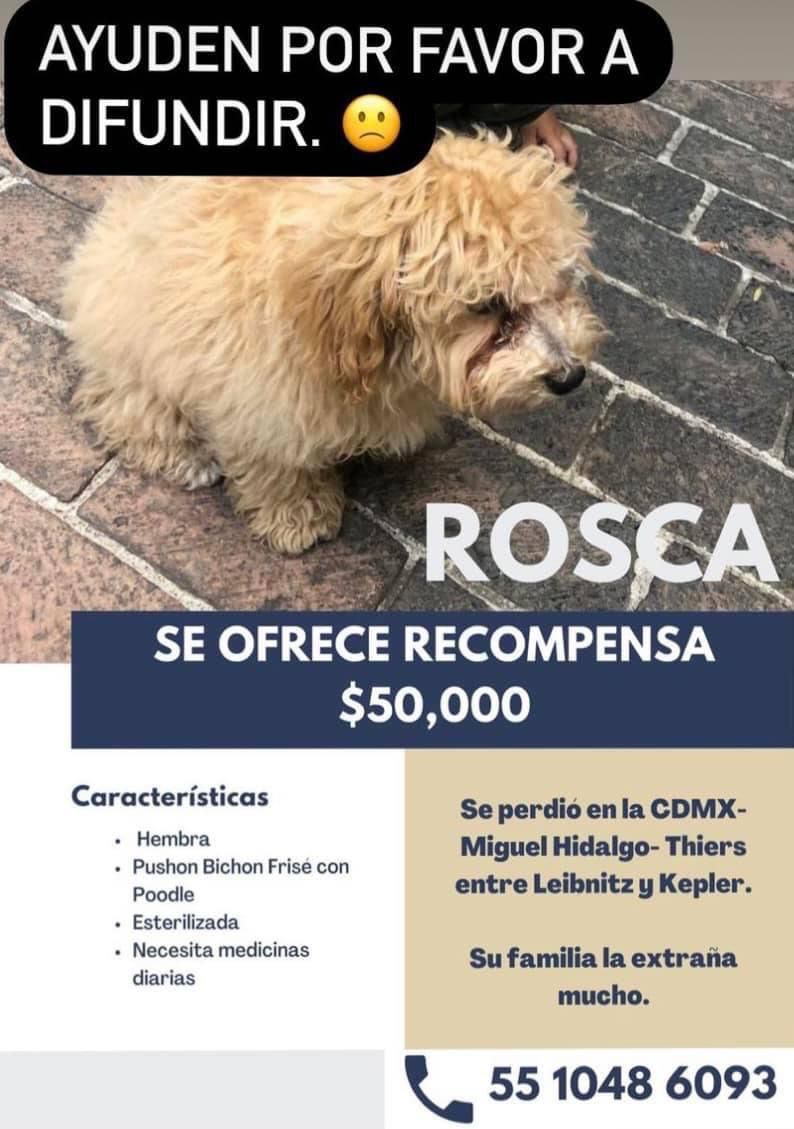 gloriabernardi's tweet image. Se busca a  ROSCA 🐶🐶🐶🐶🐶🐶🐶🐶🐶
