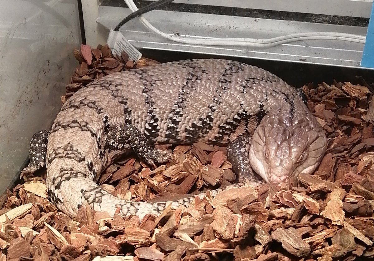 jacobporter's tweet photo. #Shakespeare #Rex curling up for a  night's sleep. 😌🐊

#classroom #classroompet #reptiles #skinks https://t.co/fR7yUEFECG