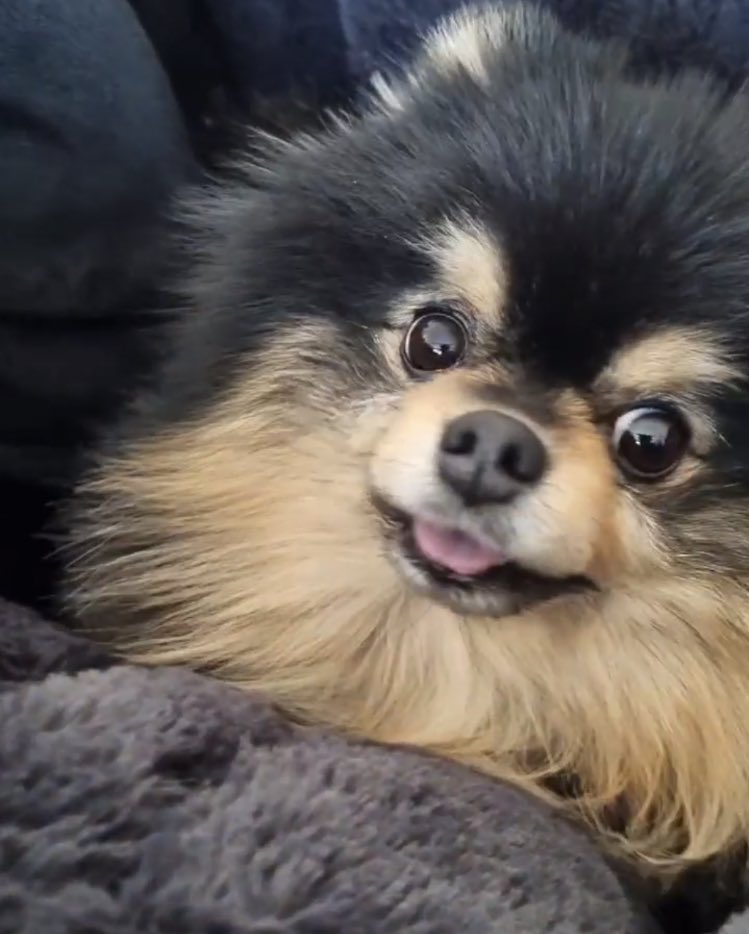 jiminievenus's tweet photo. — Taehyung dijo que Yeontan ha tenido problemas de salud desde que nació, que este año se sometió a dos cirugías, ambas sin tener éxito, que incluso cuando corre mucho se desmaya. 

YEONTAN MEJÓRATE PRONTO BEBÉ, TIENES QUE ESTAR CON TAEHYUNG POR MUCHO TIEMPO 😭😭 @BTS_twt https://t.co/V8MCCNOHvw