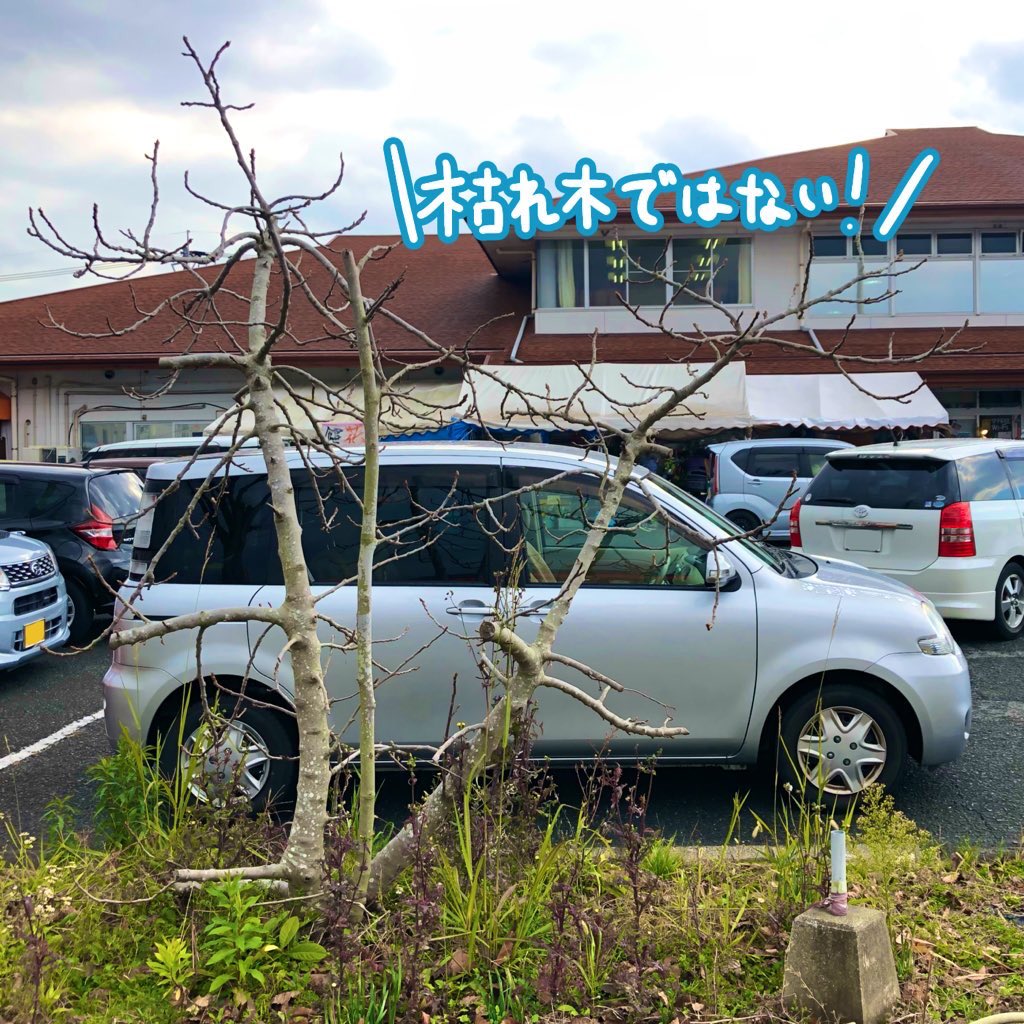 takeokd2021's tweet photo. #武雄かくれ伝説 
12/21は物産館の駐車場近くにある #無花果の木 にまつわるﾐｽﾃﾘｰをご紹介します📞

この #イチジク の木は謎に枝が短く切られている痕跡があるようです🍃

なんでだろ？もしかしてこんな伝説がｱﾙとか？と思うことをWebサイトに書いてみてください👍
↓
https://t.co/ENWUP7jdia https://t.co/s40ZtPeM0H