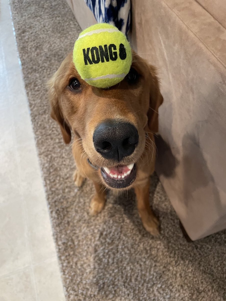 DWhet26's tweet photo. @MetazoaBrewing here’s Tucker’s submission for #MetazoaGoodBoy. #TheBestBoy https://t.co/SfpLMUwFXJ