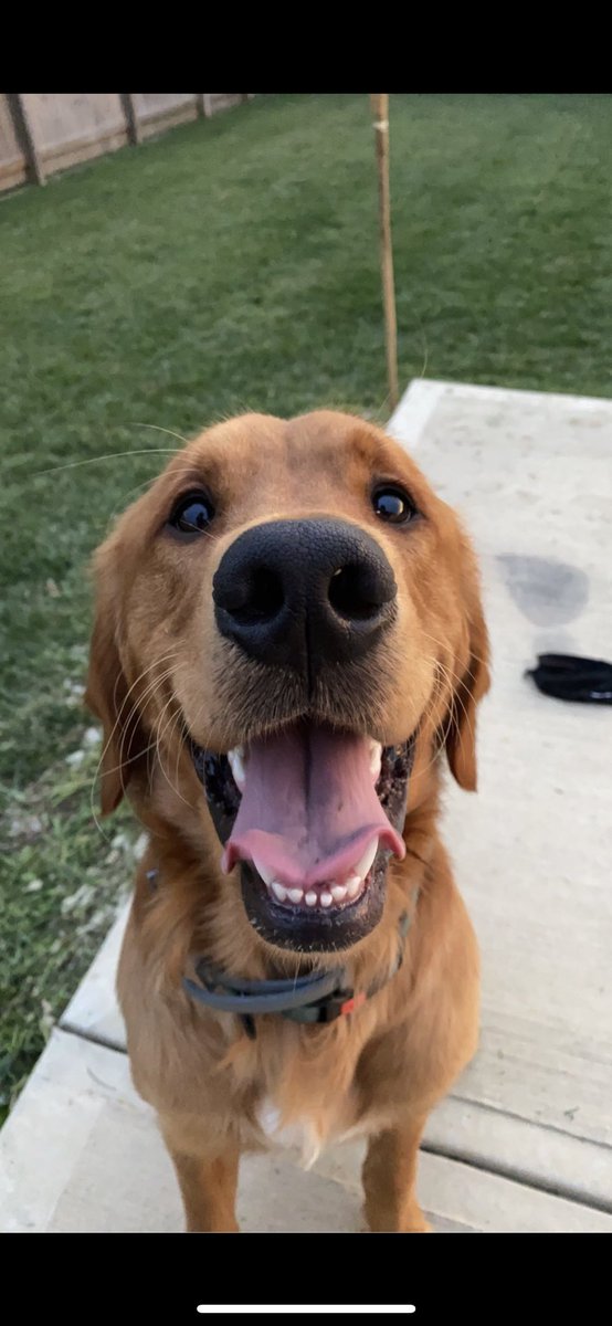 DWhet26's tweet photo. @MetazoaBrewing here’s Tucker’s submission for #MetazoaGoodBoy. #TheBestBoy https://t.co/SfpLMUwFXJ