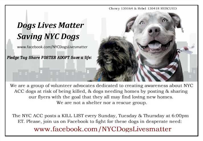 DLM_SNYCDogs's tweet photo. #SOS TO BE EUTHANIZED IN #NYC RESCUE/FOSTERS/ADOPTER NOW: https://t.co/kxPGBGf0iF
PRIORITY PLACEMENT - Need placement ASAP: https://t.co/XmfOmYS8zT
MANHATTAN Dogs: https://t.co/qztAEOBvxV
BROOKLYN &amp; SI Dogs: https://t.co/xm5hp4FgjF
SMALL DOGS: https://t.co/awkVfgZubS https://t.co/olHTDL1WWk