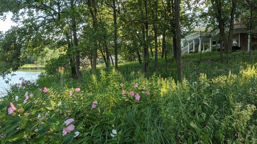 The new year will be a great time for a new #sustainable landscape! 🌿🦋

What could be better than reducing pollution, restoring #wildlife habitats, and providing clean air and water? Set up your consultation today! 🤩

📞 815-247-4457

pizzo.info/sustainable-la…