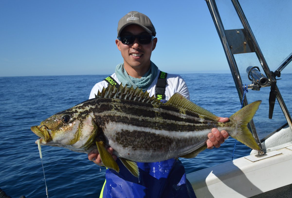 IMASUTAS's tweet photo. This summer, our Tassie Fish Frame Collection Program is calling for the frames of Sand Flathead, Striped Trumpeter, Snapper, King George Whiting and Yellowtail Kingfish.
Get involved ๐https://t.co/KbdMcSTq7n
#imasresearch #CitizenScience #fishframes @UTAS_
๐ธ: Johan Yick https://t.co/8QeuyeN1xi