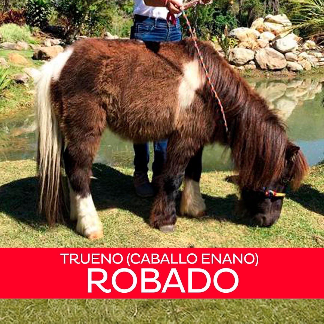 BiocontactoVZLA's tweet photo. Por favor ayúdanos a difundir. 

Él es Trueno uno de los #AnimalesDeBiocontacto que fueron robados en Mérida el pasado 16 dic.

NO ES UN REGALO
NO ES UNA MASCOTA 

Es un #Bioembajador y debe ser devuelto https://t.co/o2YDdHbziQ