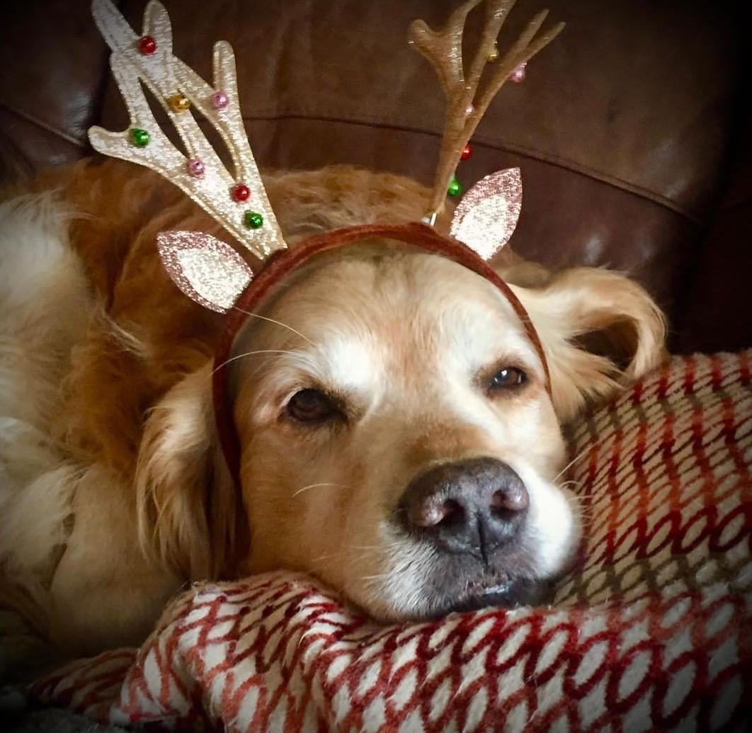Good Evening from the Golden Retriever Channel. Our fren, Pip is helping out Santa.  Working  with the reindeer. Long day
Snoozles💤😴😴💤

(Pip.the.golden.retriever IG)
#dogs #HolidaysAreComing 
#ReindeerReady