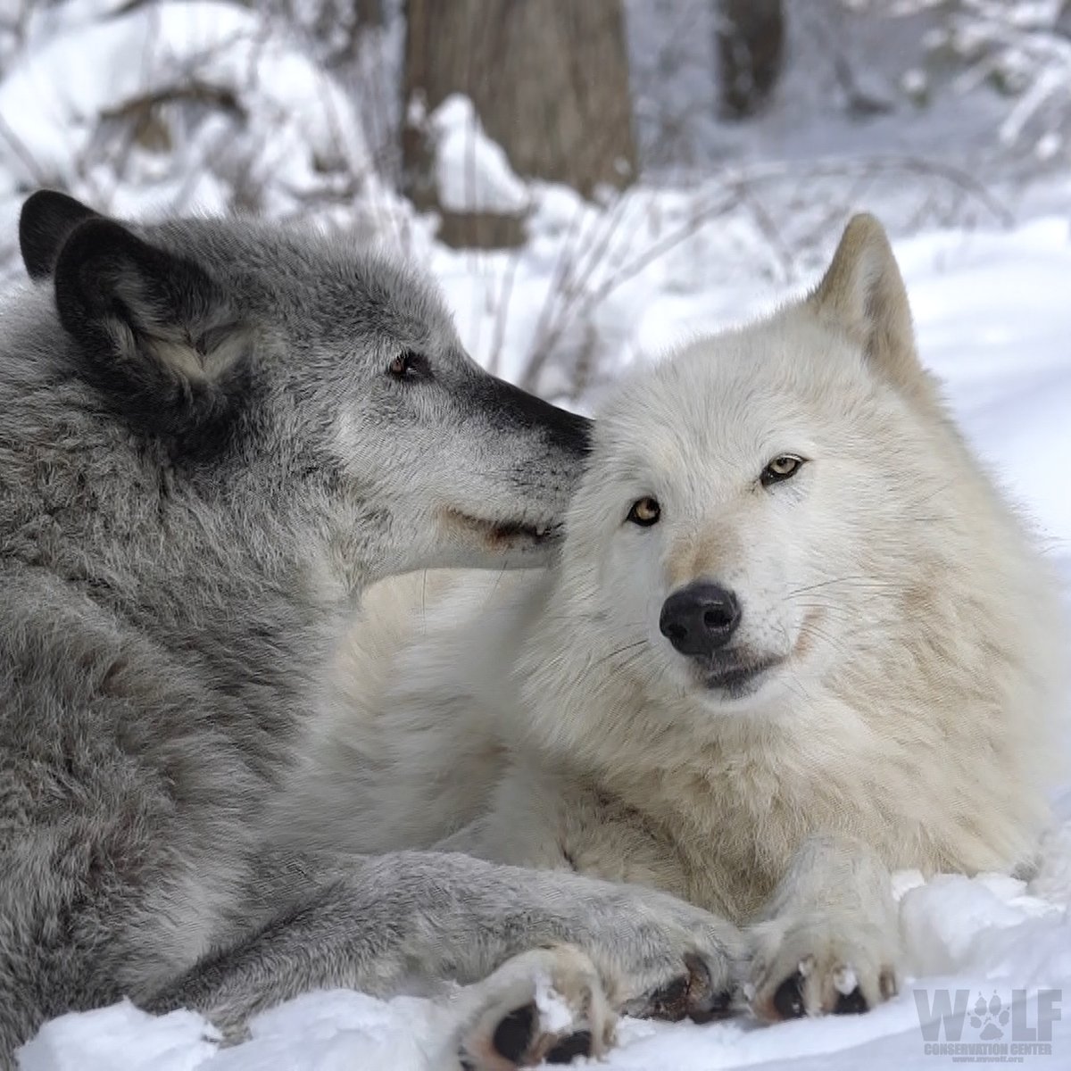 nywolforg tweet picture