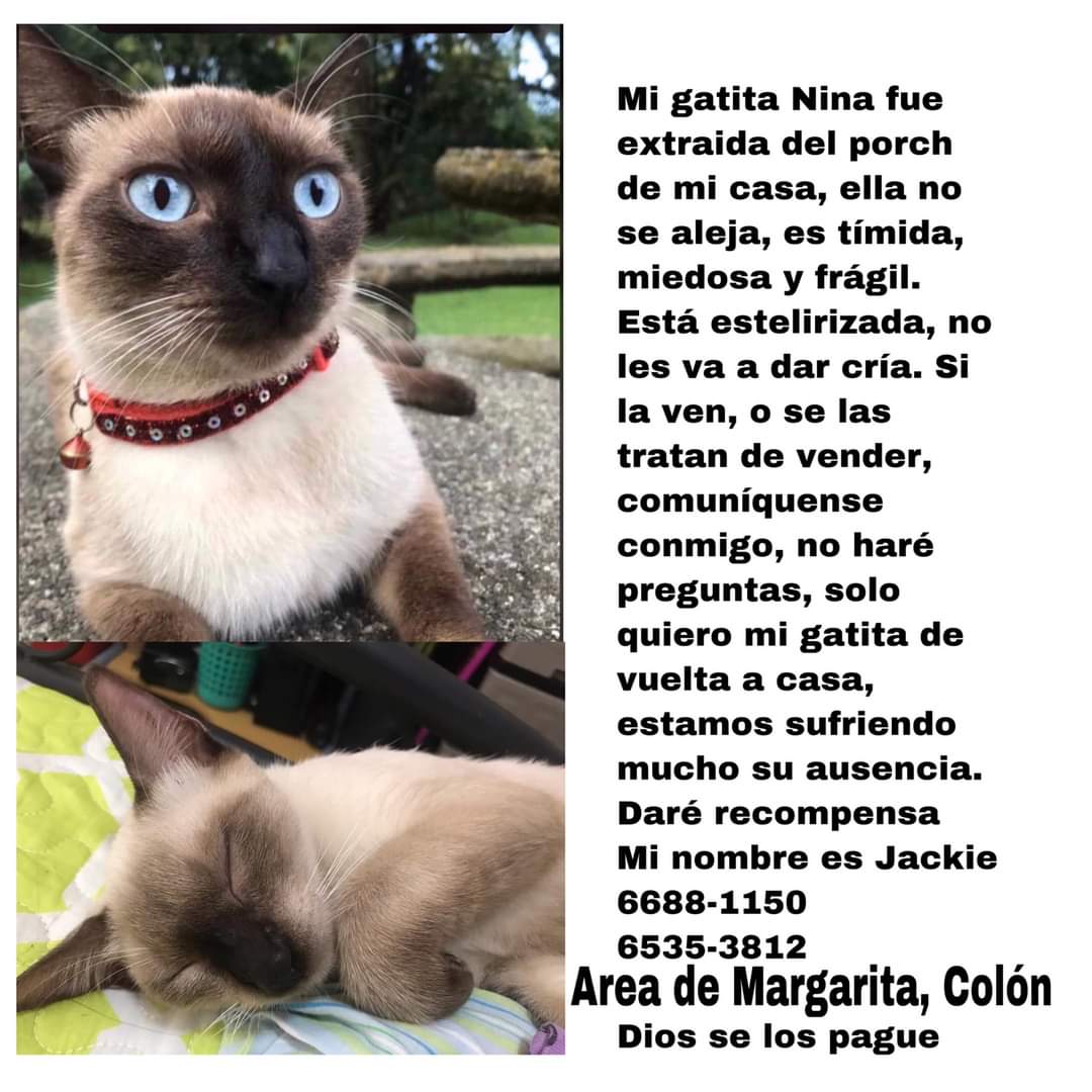 GatosPty's tweet photo. 🆘 Jackie nos cuenta: Les pido por favor que me ayuden a compartir esta publicación, con la esperanza de que toque el corazón de la persona que la tiene y me la devuelva. No he comido, ni dormido desde el dia que se la llevaron de mi terraza. https://t.co/sAXhBkYdio