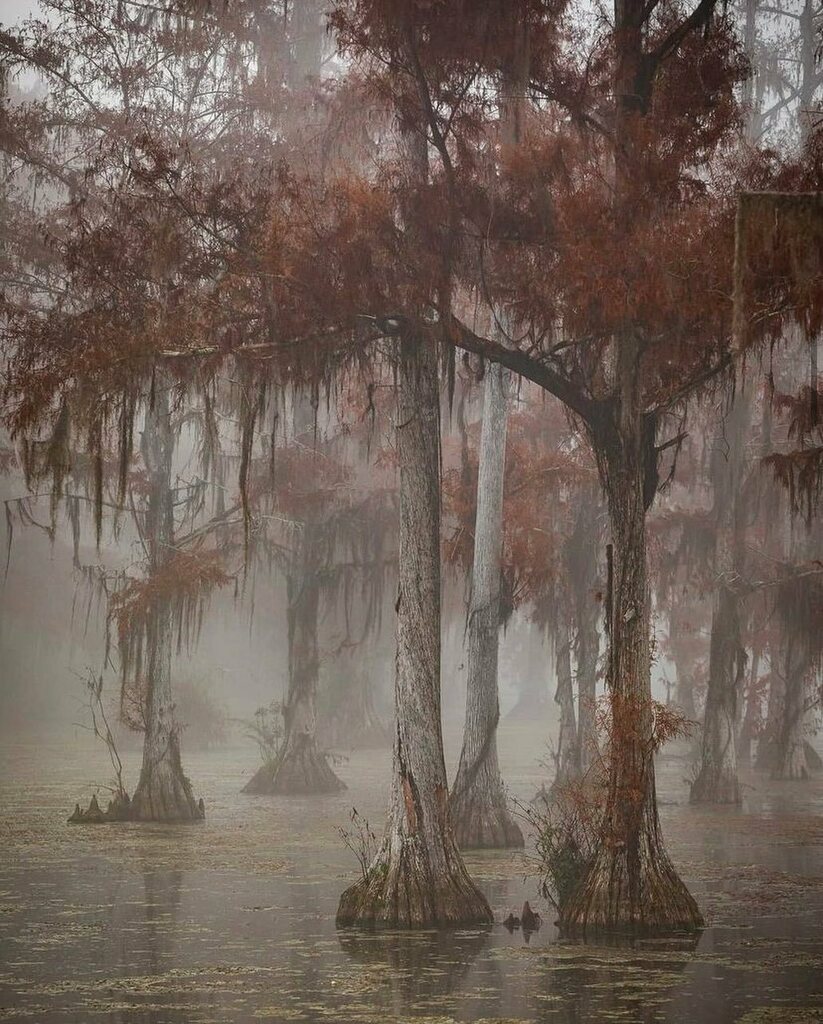 floridaexplored's tweet photo. A chilly morning along the swampy banks of Merritt’s Mill. Photo by @johnstarrettphoto Join us in exploring Florida and tag your photos with #floridaexplored to get featured
.
#realflorida #exploreflorida #raw_florida #upsideofflorida #hashtagflorida #r… https://t.co/lyNaw0eLUg https://t.co/FPdDQnI1Sg