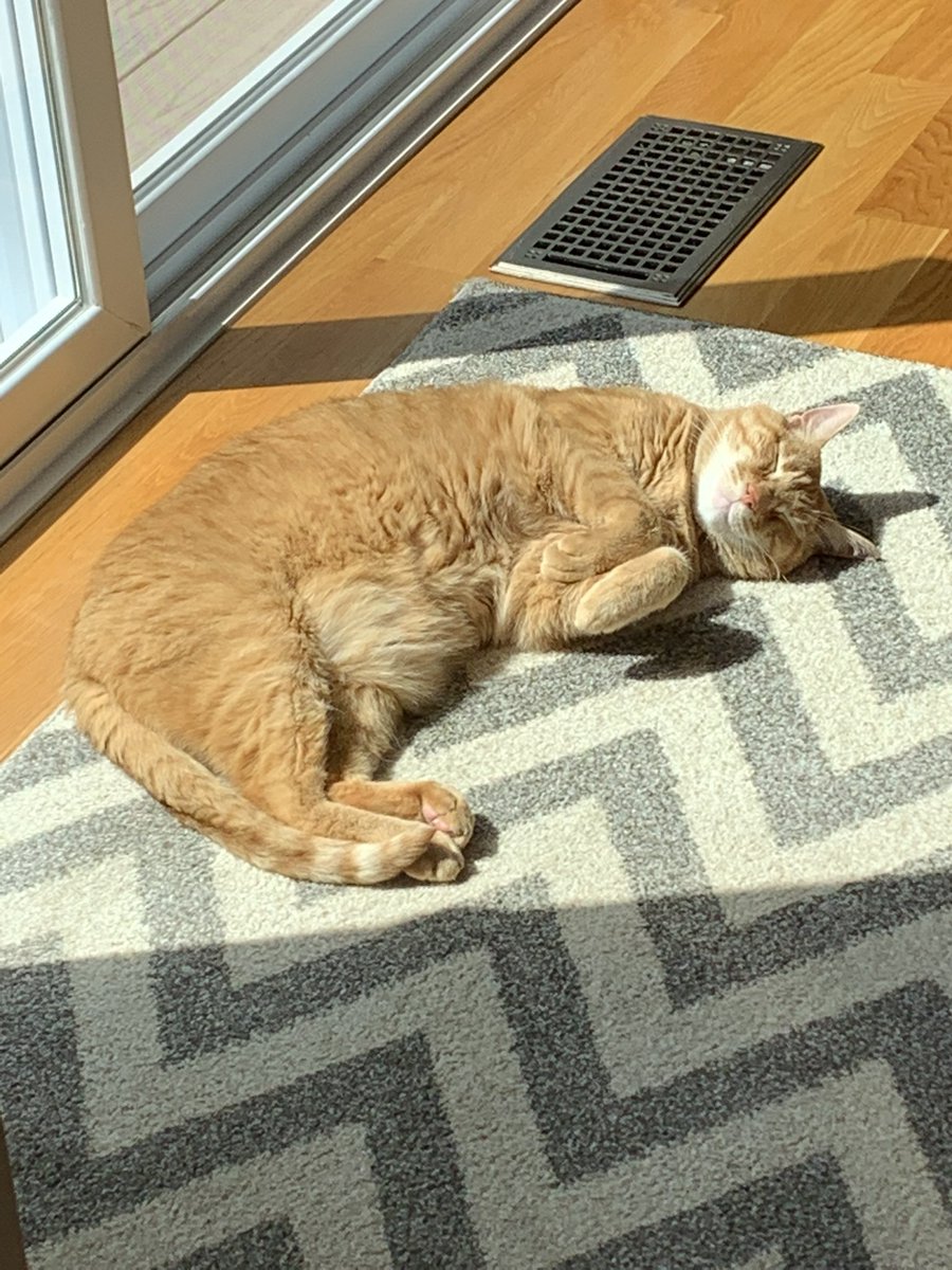 My family lost our sweet ginger boy yesterday after a long battle with a mystery illness the vet couldn’t diagnose after many, many tests. Trying to remember him like this instead of sick, but it’s hard. I have not lived with my parents in eight years, yet I still miss him 😿💔🌈