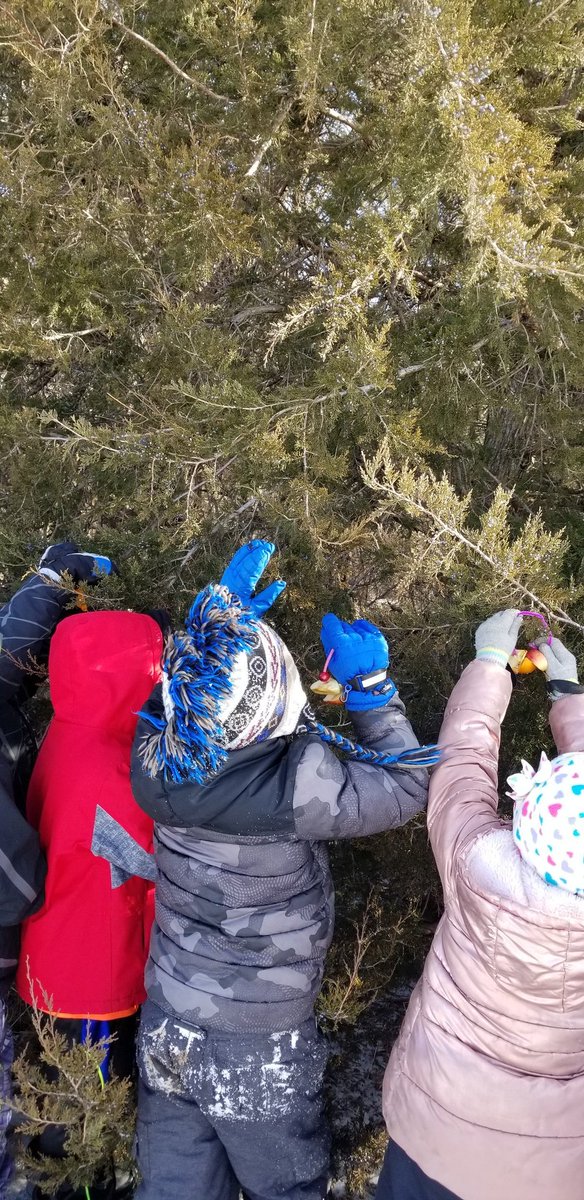 McMahonFirsties's tweet photo. We were inspired by the #evebunting book #nighttree to get out and choose our own tree. (This activity was really inspired by retired teacher Sue Trapp who did this activity for years). We are happy to carry on her tradition!#handsonlearning #getoutside #firstgradeforesters https://t.co/dI7t9z80SS