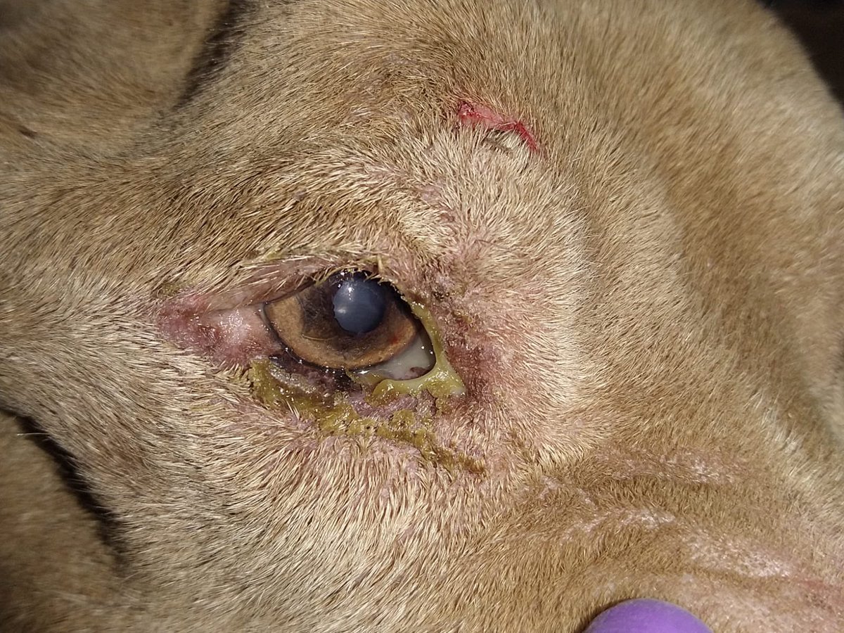 <a href="/MagRafaelGuerra/">Rafael Guerra Álvarez</a> le suplicamos nos ayude a que el Juez Héctor Fernando rojas pacheco nos ayude con la orden de cateo para poder dar voz y salvar a los animalitos de villa de Cortez #justiciaparalosvillitos <a href="/VanessaBauche/">Vanessa Bauche</a> <a href="/gadelagarza/">Gabriela De la Garza</a> <a href="/raquelgarzac/">raquel garza</a> <a href="/gabyplatas/">Gaby Platas 🪼</a>