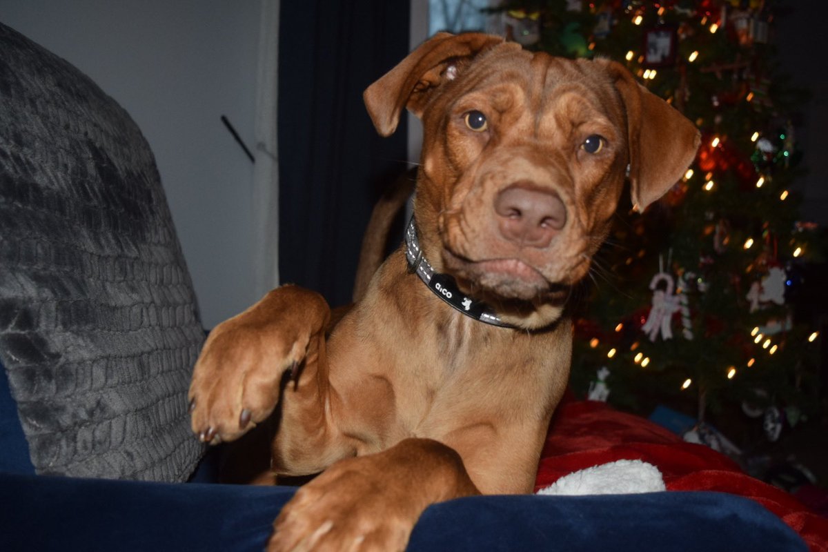 LauerKaitlin's tweet photo. This is Molly. Molly is a great example of a K-strategist because she was born in a small litter of puppies and relied on her parents for care after birth. She also fits the type one survivorship curve because animals like her tend to live a long life! #apeseco @franklinlorax https://t.co/r0I1lESIEu