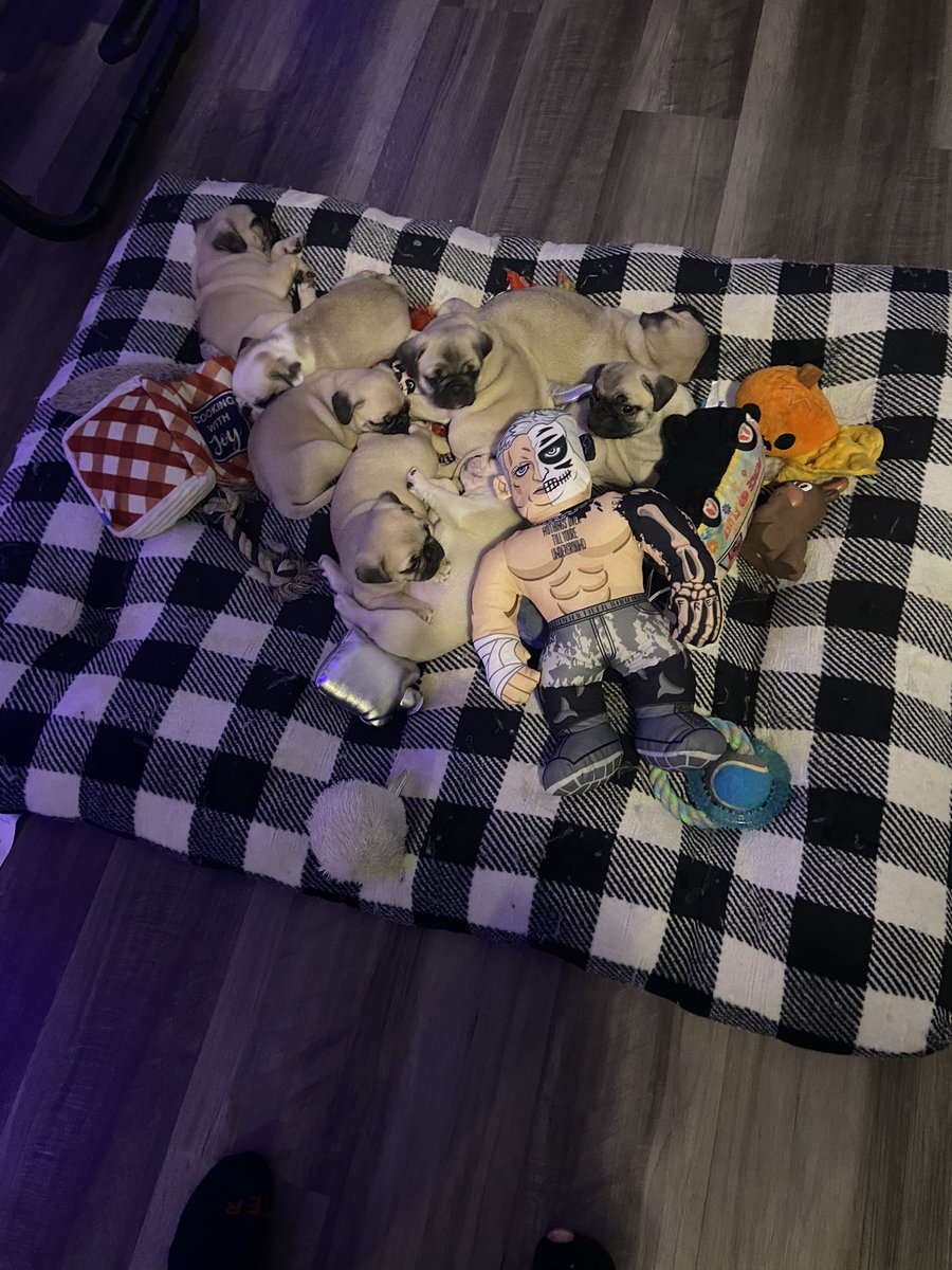 DarbyAllin's tweet photo. My pugs are gonna kill me. https://t.co/fPfoXFEMbR