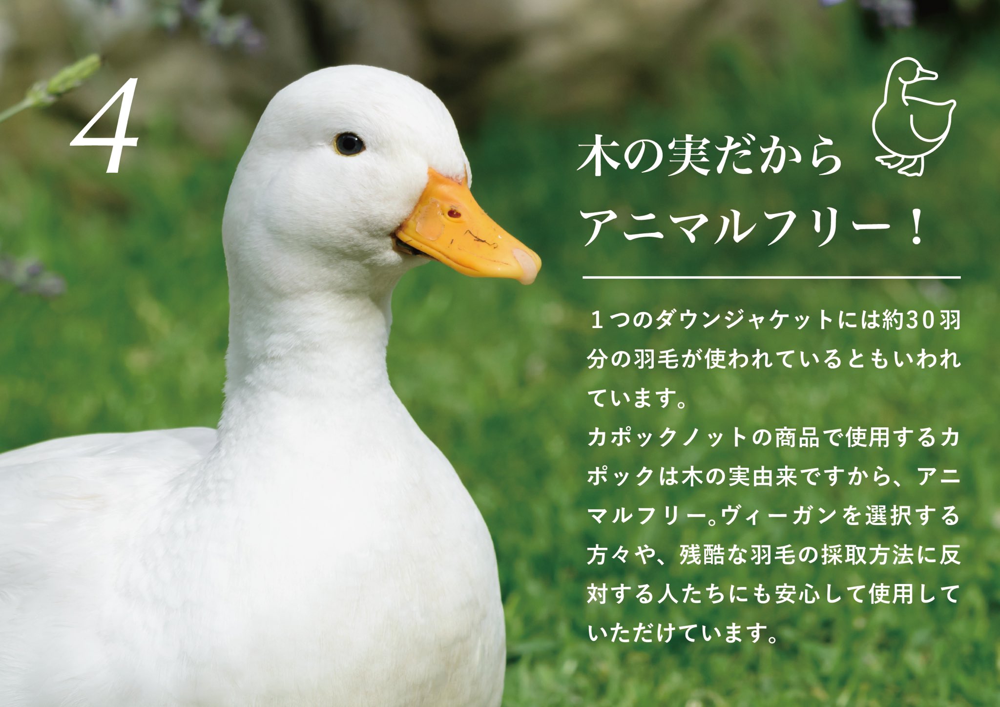 カポックノット公式 木の実由来の新素材 カポック はみなさんご存知でしたか とっても軽くて暖かいスーパー素材ですが 軽くて短い繊維を糸にすることができず 多くの企業が製品化を諦めてきました カポックノットは特殊技術でシート化に成功し 軽く