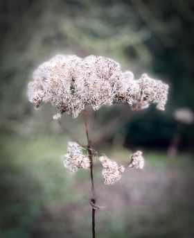 GreenKnoweManor's tweet photo. Beautiful photographs by Linda Hill, December 2021 #GreenKnowe #MoatedGarden #HistoricHome #Topiary #Miseltoe https://t.co/i0rTns9T8T https://t.co/rRLG564sEI
