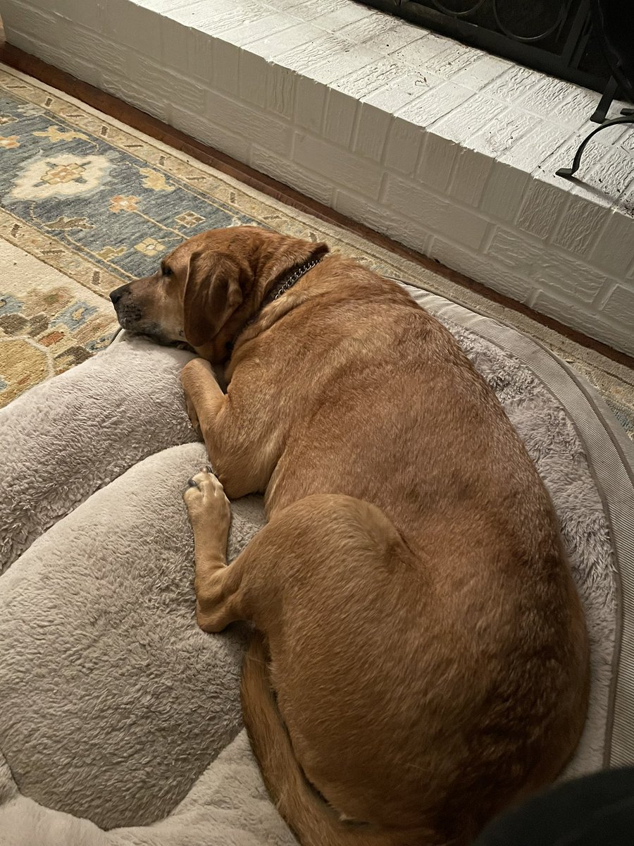 milly_warsh's tweet photo. My dog can’t even get up to say hi to me anymore 🥲🥲🥲 idek how to make this funny prayers up Dixie #onelike = #onerespect https://t.co/kpJFoEFz8z