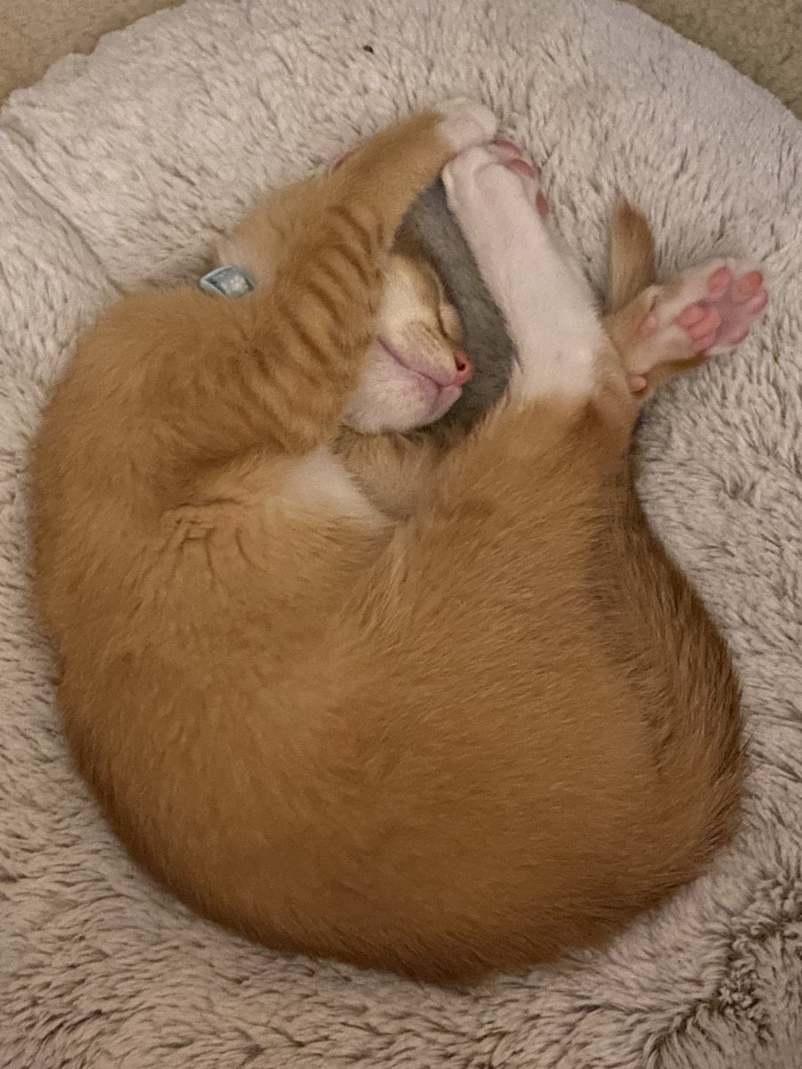 yourlittelboy's tweet image. tryna b a circel………….