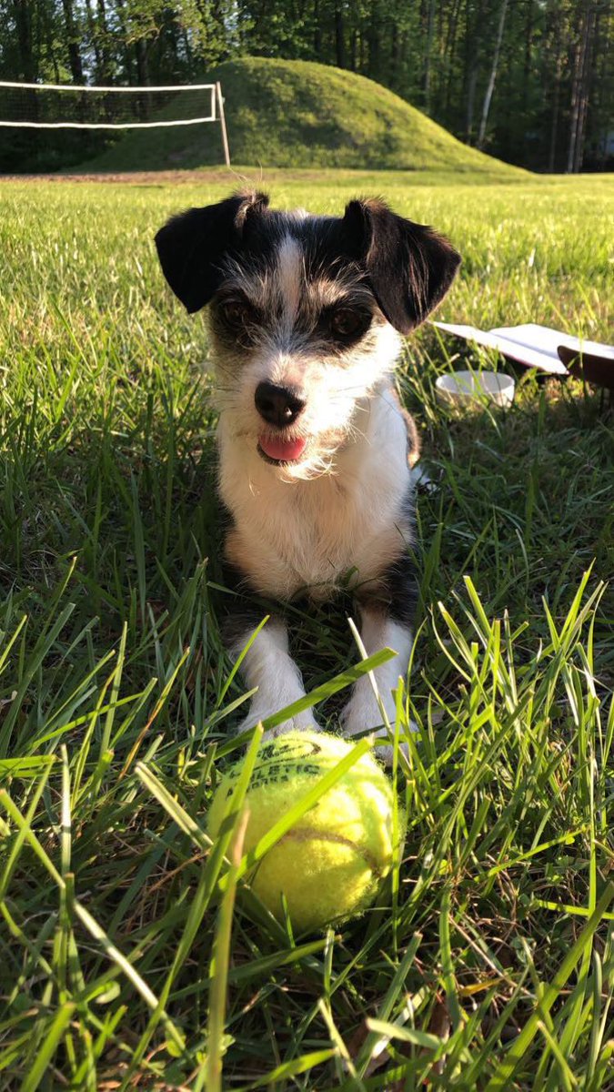DWhet26's tweet photo. @MetazoaBrewing here’s Chloe’s submission for #MetazoaGoodBoy. #QueenChloe #MetazoaGoodGirl https://t.co/5WxTBN2PKz