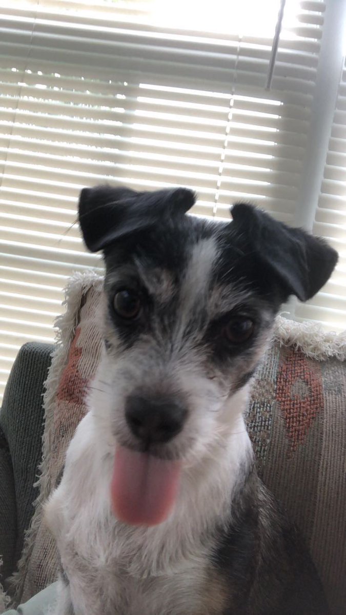DWhet26's tweet photo. @MetazoaBrewing here’s Chloe’s submission for #MetazoaGoodBoy. #QueenChloe #MetazoaGoodGirl https://t.co/5WxTBN2PKz