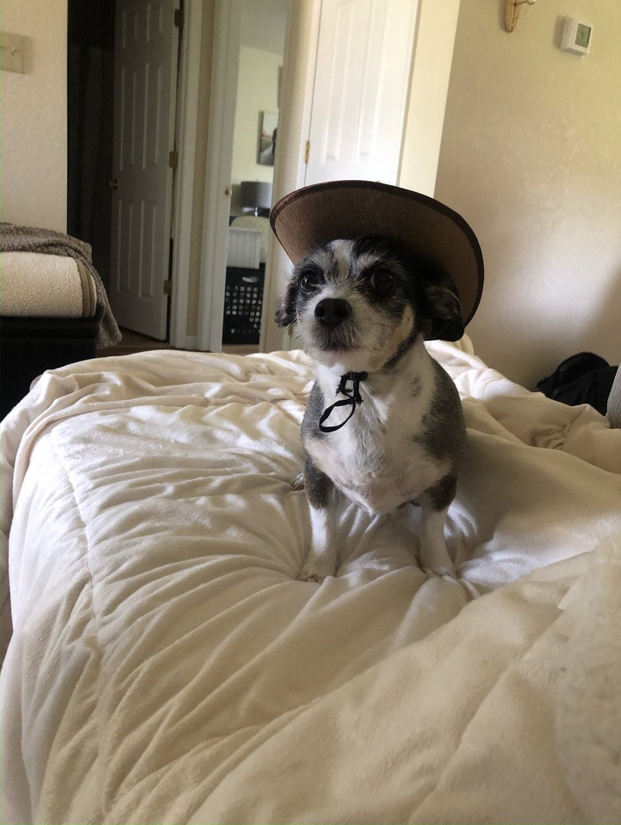 DWhet26's tweet photo. @MetazoaBrewing here’s Chloe’s submission for #MetazoaGoodBoy. #QueenChloe #MetazoaGoodGirl https://t.co/5WxTBN2PKz