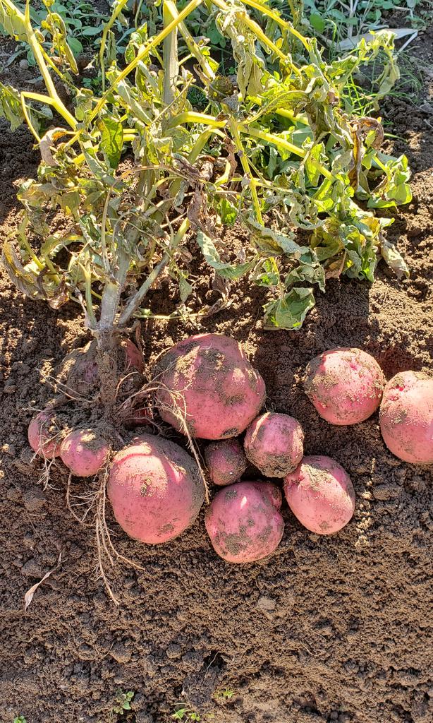 怪獣ピージー 飲食店 無農薬野菜やってます Pg Organic Farm Twitter